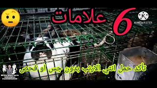 ٦ علامات تأكد حمل انثي الارنب 🐰 بدون جس او فحص.