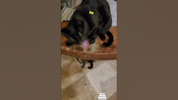 CRAZY for CATNIP... #funny #cat #catnip