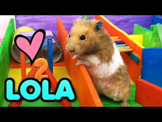 Nuevo Hamster Sirio Juega En El Circuito Arcoiris Nombres De Nuestros Dos Hamsters Bebes Youtube Nuevo Hamster Sirio Juega En El Circuito Arcoiris Nombres De Nuestros Dos Hamsters Bebes Youtube