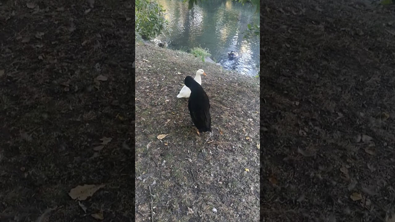 Drunk duck! HD short funny drunk animal YouTube