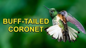 Amazing Hummingbird of South America