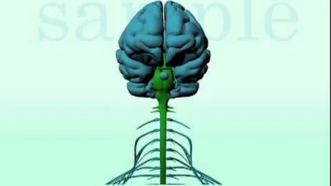 Craniosacral Rhythmic Motion of Skull, Brain and S...