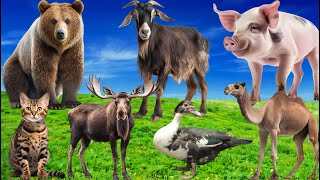 Happy Animal Farm Sounds: Bear, Duck, Pig, Camel, Goat, Cat, Moose - Cute Animal Moments