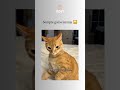 🤣🤣🤣 #comedia #engraçado #pets #humor #memes #explorar #gatos #cats #explorar #shorts #fyp #viral