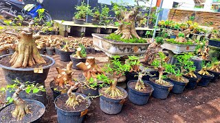 Review Harga Murmer Untuk Pemula Wao8533o175237 bp Lumanjang