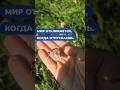 Чудо в моменте! Доверие- это делать и верить! #shorts, #shortsvideo,#animals,#nature