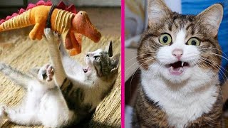 Try Not To Laugh At Cute Cats Reaction to Playing Toy  DIY Cat Toys  Funny Cat Video by Kittens Meowing 797 views 3 years ago 5 minutes, 21 seconds