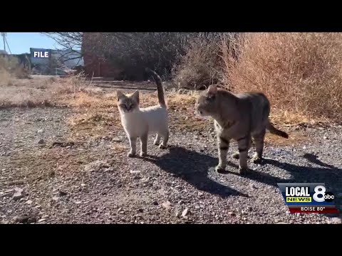 Idaho cats at high risk for bird flu