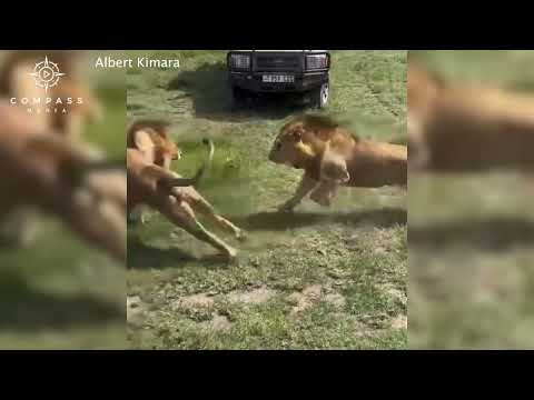 Lion Crashes Into Safari Jeep After Being Chased by Rivals