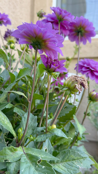 Low maintaining flowers - grow dahlias with me