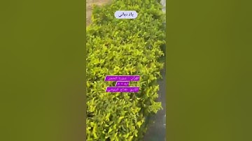 القرآن : سورة الحجر اية ١-٥ • القارئ :هزاع البلوشي || Surah Al Hijr • by: Hazza Al Balushi