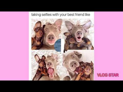 can't-laugh-alone-watch-these-funny-dog-memes