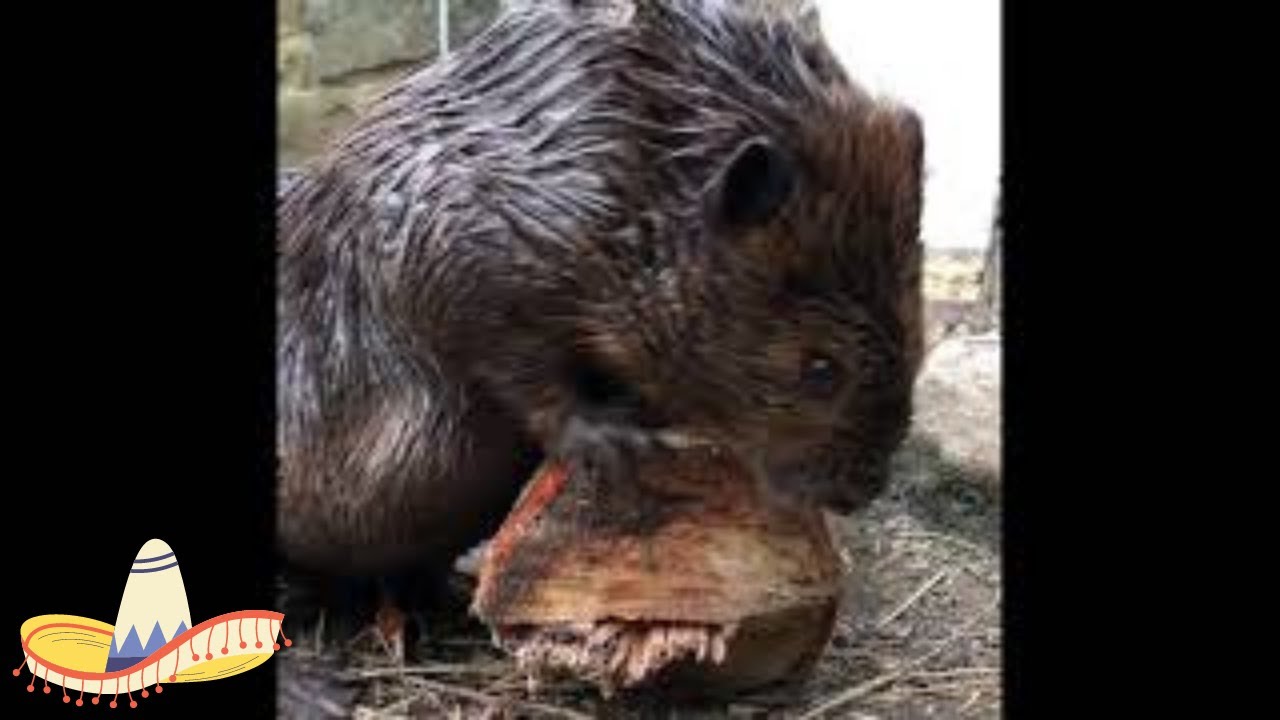 Hudson the Beaver eats a birch log | Happy International Beaver Day