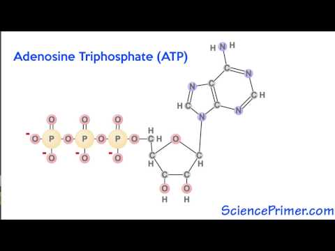 Video: Kokie yra 5 statybiniai blokai, kurių reikia vienai ATP molekulei susidaryti?
