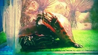 Turtles Basking and Playing Together!! (4K)