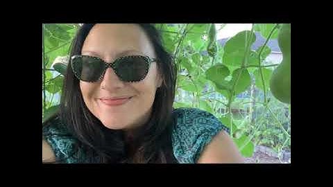 Birdhouse gourd harvest / cattle panel trellis / backyard raised bed garden