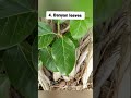 10 Leaves Name In English 🌿#shorts #leaves #kids