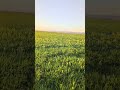 A sunset walk in the grass Asmr