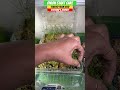 Onion Starts Care | Growing From Seed | Short | Urban Garden || Steffanie’s Journey