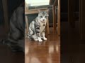 My Cat Just Licked My Phone Camera! 📱😻 / When Your Cat Decides to Taste the Lens