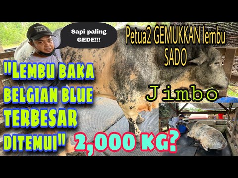 Video: Tulang: Akta 2 - Perlumbaan Lembu Besar