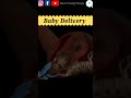 Baby Delivery Process 3d Animation Shorts