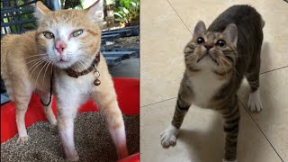 Try Not To Laugh 🤣 New Funny Cats Video 😹 - MeowFunny Par 31