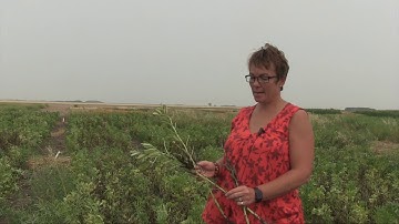 Pulse School: Faba Bean Harvest Strategies