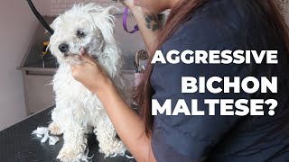 THE OWNER TOLD ME THIS BICHON WAS AGRESSIVE | RURAL DOG GROOMING