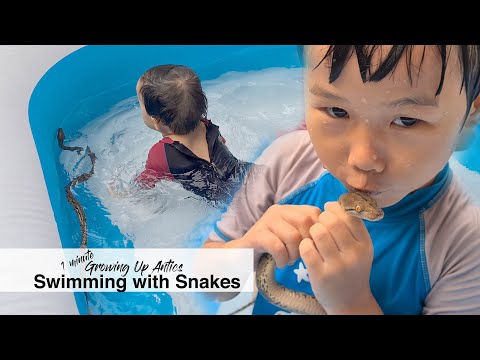 Swimming With Snakes / Baby Reticulated Pythons / 1 Minute Growing Up Antics / Kids and Snakes