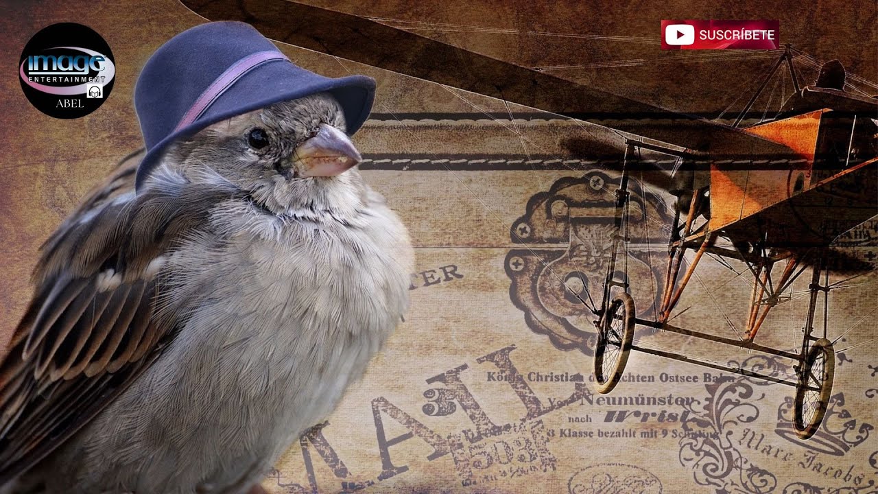 salvemos a los gorriones de su extinción