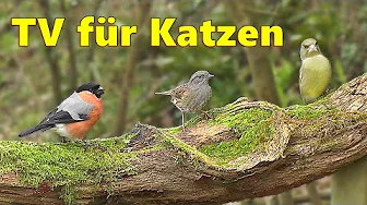 Video for Cats for Bird Watching / Cat TV Spectacular