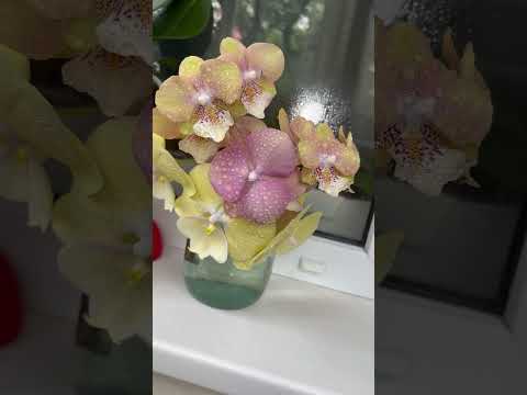 Букет із орхідей Квітучі орхідеї Орхідея фаленопсис Моя колекція орхідей 
