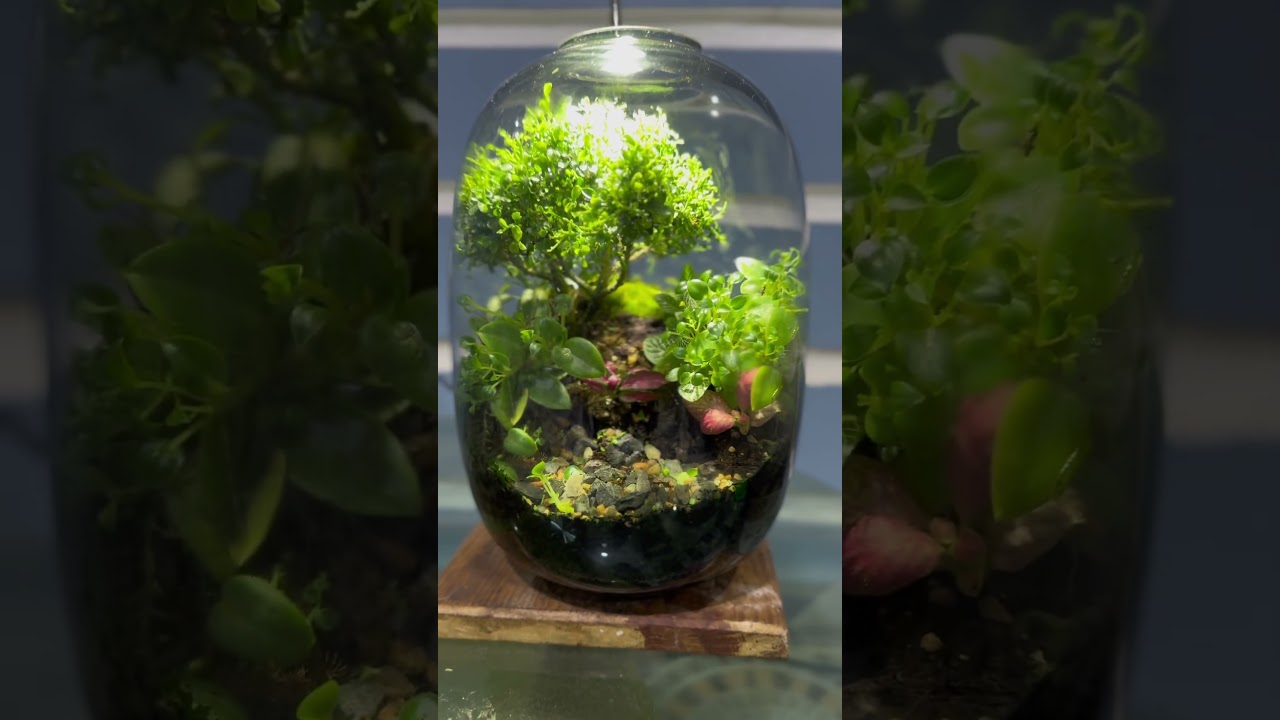 #terrarium