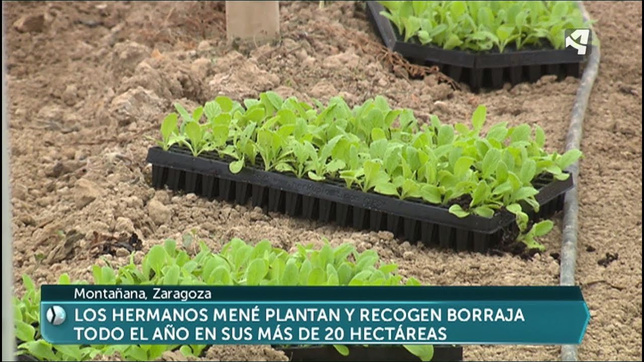 Así se planta la borraja