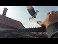 бойные голуби Армении