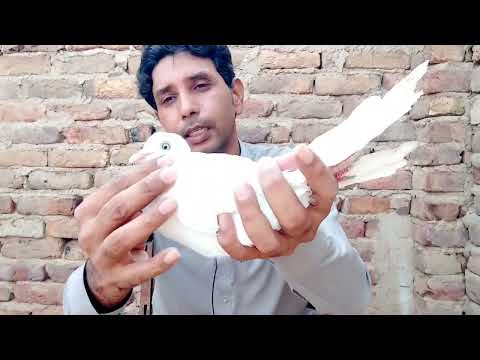 Jaal Ke Tesre Jora Ka Shok Karo Ahsan Adventures