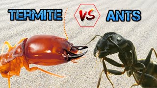 ANTS vs TERMITES - Epic Battle Between Two Largest Armies