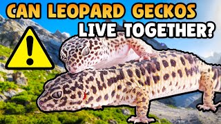 Can Leopard Geckos Live Together?