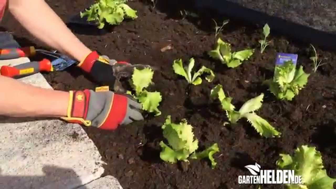 Pflück- und Eichblattsalat - gartenHELDEN.de Hochbeet-Pflanztipp Teil 1 der Woche 16/2014