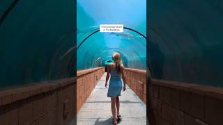 Building the Ultimate Atlantis Paradise Island Itinerary
