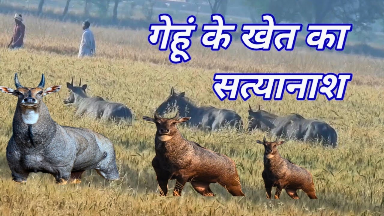 How the Nilgai destroy the crop of wheat