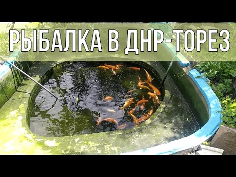 Video: Skirtumas Tarp DNR Ir DNR