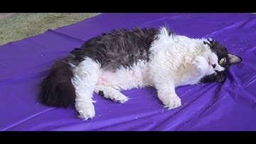 Catnip 🌱🐈‍⬛ Heaven 2025 Edition