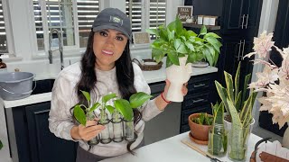 PLANTAS 🪴 DE INTERIOR / como propagar potho y lengua de suegra o sanseviera @ReveNenuki