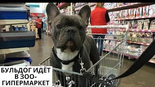 Собака идет в Зоо - Гипермаркет за покупками/ Французский Бульдог Бэйб