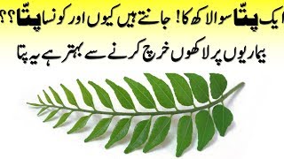 Curry Leaves Benefits For Weight Loss And Depression