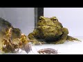 ヒキガエルに大量のゴキブリを与えた結果・・・まさかの展開にwww