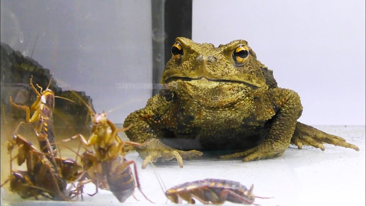 ヒキガエルに大量のゴキブリを与えた結果 まさかの展開にwww Youtube ヒキガエルに大量のゴキブリを与えた結果 まさかの展開にwww Youtube
