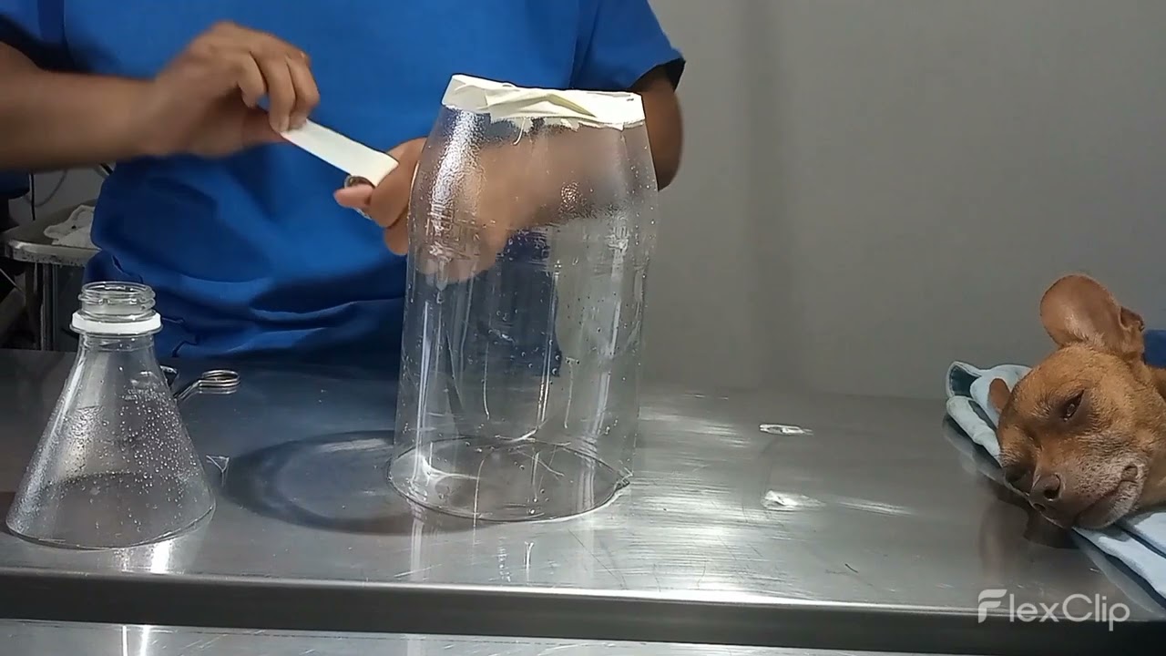 COLLAR ISABELINO SIHE